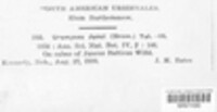 Uromyces junci image
